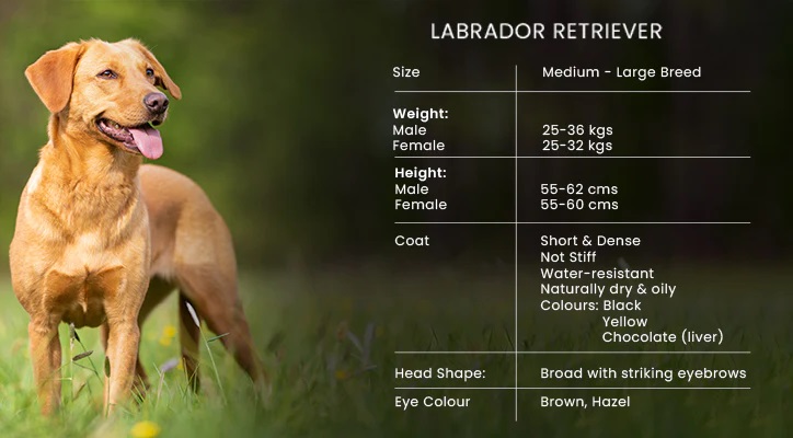 Labrador Retriever Characteristic Detail Infograpchic