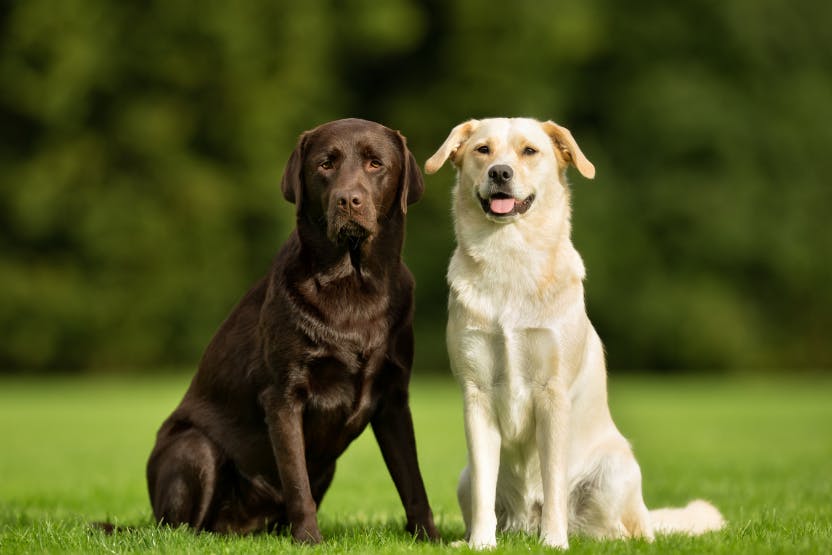 Labrador Retriever Breed