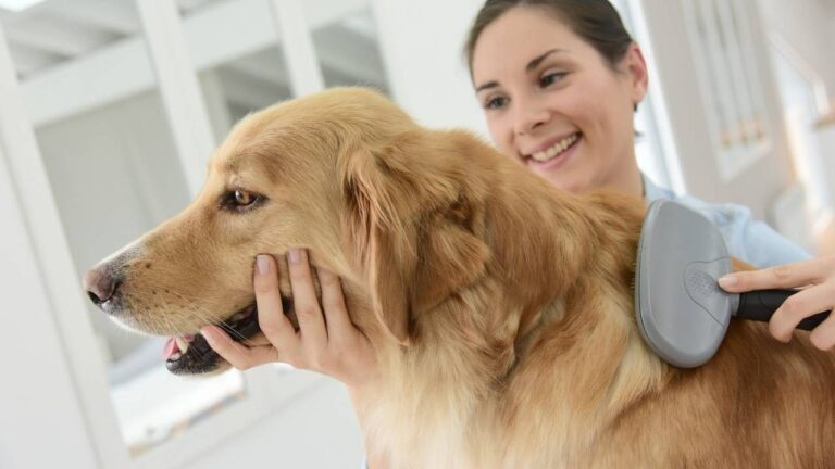 Dog Grooming Tips And Style Guide